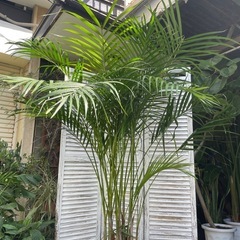 観葉植物　アレカヤシ　高さ１９０センチの画像