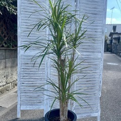 観葉植物　コンシネ　高さ１６０センチの画像