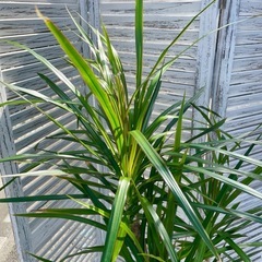 観葉植物　コンシネ　高さ１６０センチの画像