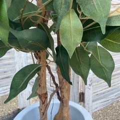 人工観葉植物　ベンジャミン　高さ１１０センチの画像
