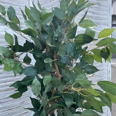 人工観葉植物　ベンジャミン　高さ１１０センチの画像