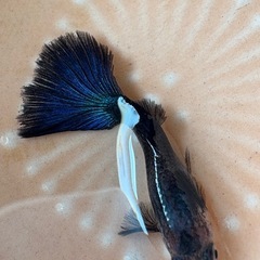 グッピーの稚魚の画像