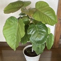 ウンベラータ⑤約81cm、幅約54㎝　受け皿セットの画像