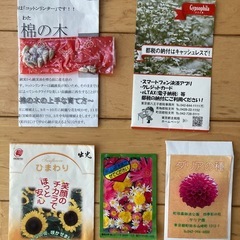 お花の種いろいろ　ひまわりの種　かすみ草の種　棉の木の種　ダリアの種　他の画像