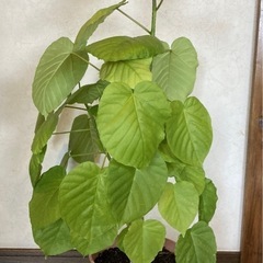 ウンベラータ⑥約99㎝幅約55cm 8号ポット　受け皿セットの画像