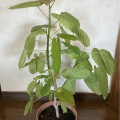 ウンベラータ⑥約99㎝幅約55cm 8号ポット　受け皿セットの画像