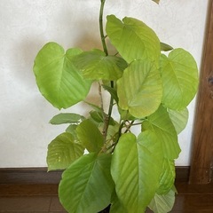ウンベラータ⑥約99㎝幅約55cm 8号ポット　受け皿セットの画像