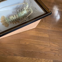 エビの剥製の画像