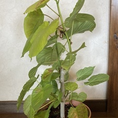 ウンベラータ⑦ 約83cm幅約55cm 8号ポット　受け皿付の画像