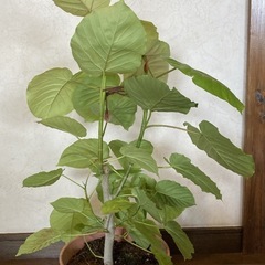 ウンベラータ⑦ 約83cm幅約55cm 8号ポット　受け皿付の画像