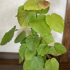 ウンベラータ⑦ 約83cm幅約55cm 8号ポット　受け皿付の画像