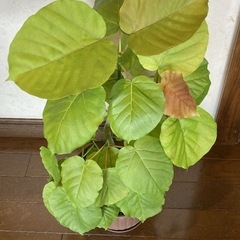 ウンベラータ⑧約67cm幅約43cm8号ポット深型　受け皿セット の画像