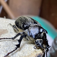 テルシテスヒメゾウカブト　♂2匹の画像