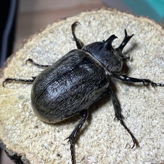 テルシテスヒメゾウカブト　♂2匹の画像