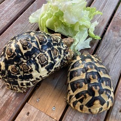 ヒョウモンガメ