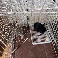 お話中　ウサギ