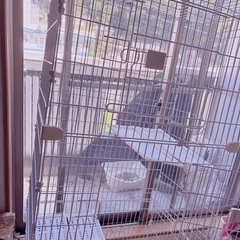猫、家具、ペットケージの画像