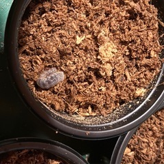 【特価】ホペイオオクワガタ幼虫5匹②の画像