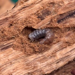 【特価】ホペイオオクワガタ幼虫5匹③の画像