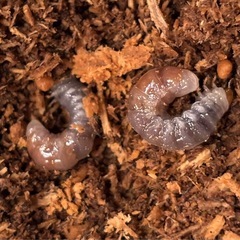 【特価】ホペイオオクワガタ幼虫5匹③の画像