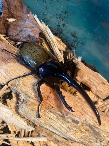 DHヘラクレスオオカブト・カブトムシ・サイズ12センチ10月1日孵化〔自力ハッチ〕後食済，他の個体も過去販売実績ございます。クリスマスプレゼントなどに