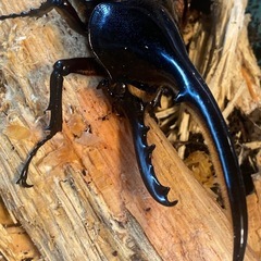 DHヘラクレスオオカブト・カブトムシ・サイズ12センチ10月1日孵化〔自力ハッチ〕後食済，他の個体も過去販売実績ございますの画像
