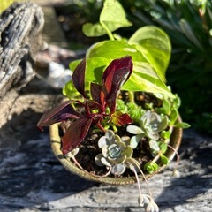 このままどうぞ⭐︎ ポトスとアルテンナンテラ　多肉植物の画像