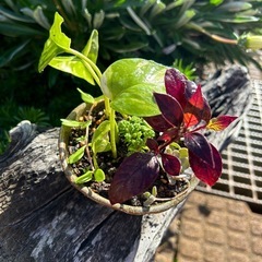 このままどうぞ⭐︎ ポトスとアルテンナンテラ　多肉植物の画像
