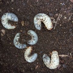 カブトムシ 幼虫の画像