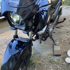 スズキの画像