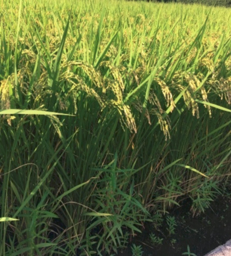 令和7年　京都市・左京区産　お米（玄米、減農薬）　キヌヒカリ　30Kg