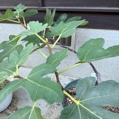 イチジク(バナーネ)の画像