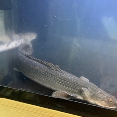 ポリプテルス ラプラディの画像