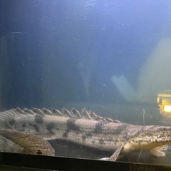 ポリプテルス エンドリケリーの画像