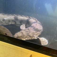 ポリプテルス エンドリケリーの画像