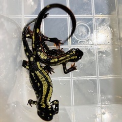 CBオキナワシリケンイモリ　4匹の画像