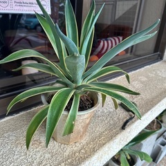 アガベの画像