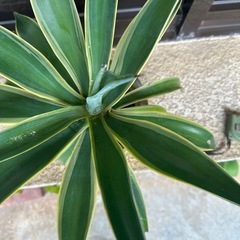 アガベの画像