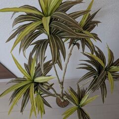 フェイクグリーン　ドラセナの画像