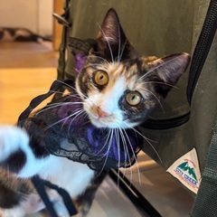 人にも猫にもフレンドリーな姉妹！