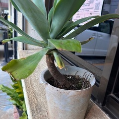 アテナータの画像