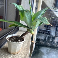 アテナータの画像