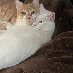 茶トラの男の子 - 里親募集