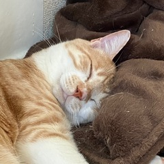 茶トラの男の子 - 猫