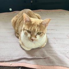 茶トラの男の子 − 岩手県