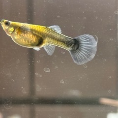 グッピーの稚魚🐠7mm〜1cmの画像