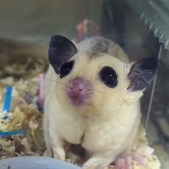 フクロモモンガお探しの方♪