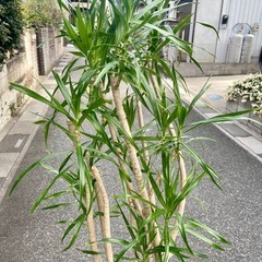 観葉植物　ドラセナリフレクサ　高さ１６５センチの画像