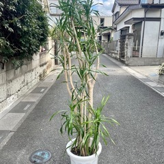 観葉植物　ドラセナリフレクサ　高さ１６５センチの画像