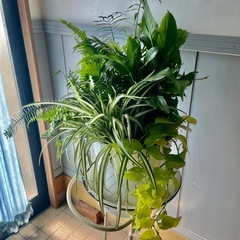 観葉植物　８号寄せ植え　高さ７０センチの画像
